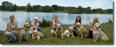 6 golden retrievers in the park