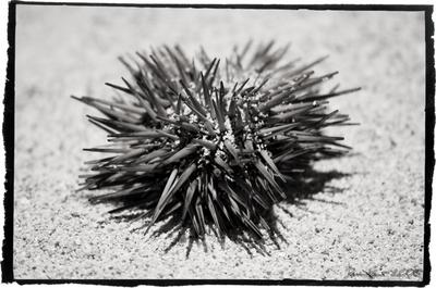 digital black and white sea urchin
