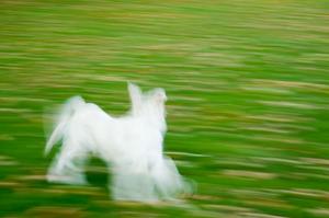 camera panning