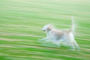 camera panning