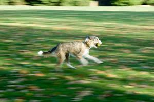 camera panning