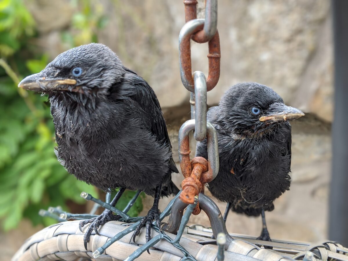 Rescuing jackdaw chicks and being rewarded with love